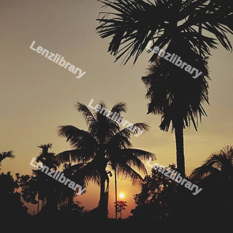 Palm trees with sunset